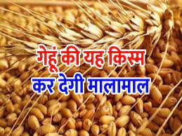 Shree Ram Wheat:गेहूँ की किस्म की विशेषता, उपजाऊ मिट्टी के साथ-साथ अच्छी मिट्टी में मिलेगा बंपर उत्पादन, उन्नत किस्म के बारे में आप जानते हैं