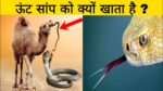 शाकाहारी ऊट