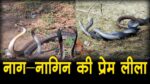 नाग और नागिन के अनोखे प्रेम