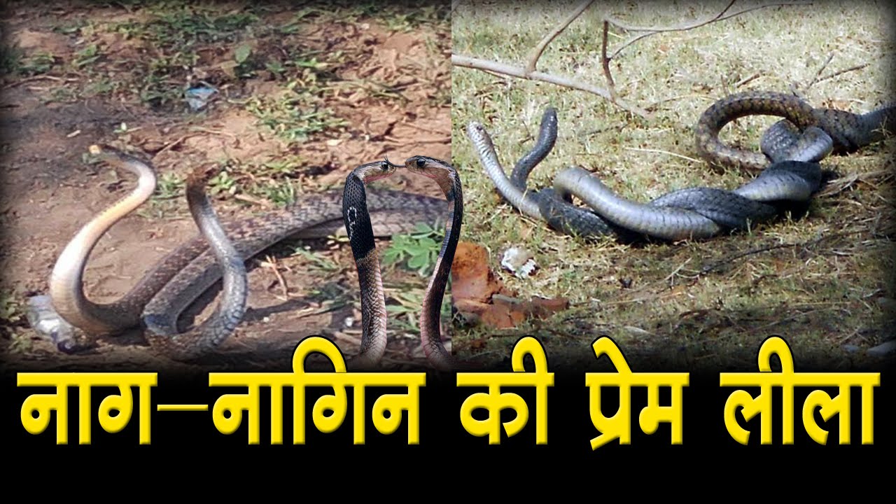 नाग और नागिन के अनोखे प्रेम