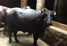 Dairy Farming:
