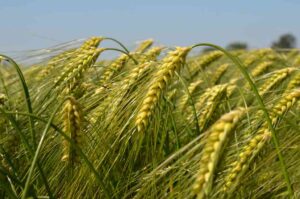 Wheat