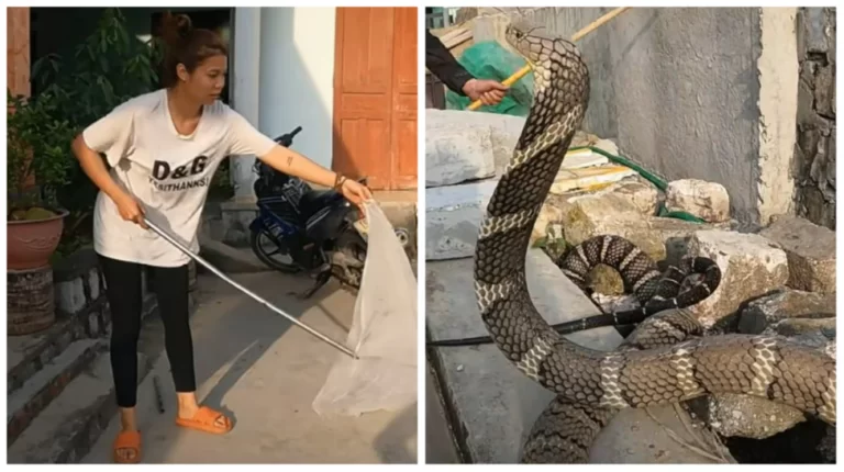 विशालकाय कोबरा