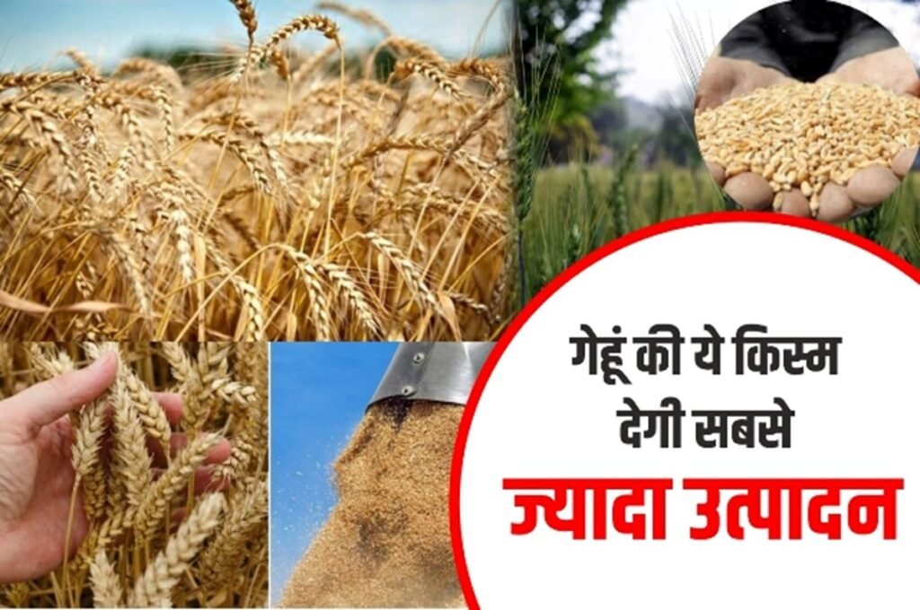 Wheat Best Variety: गेहूं की इस किस्म को कहते हैं सोने की खेती, 6000 रुपये प्रति क्विंटल बिकता है यह गेहूं, देखें उत्पादन