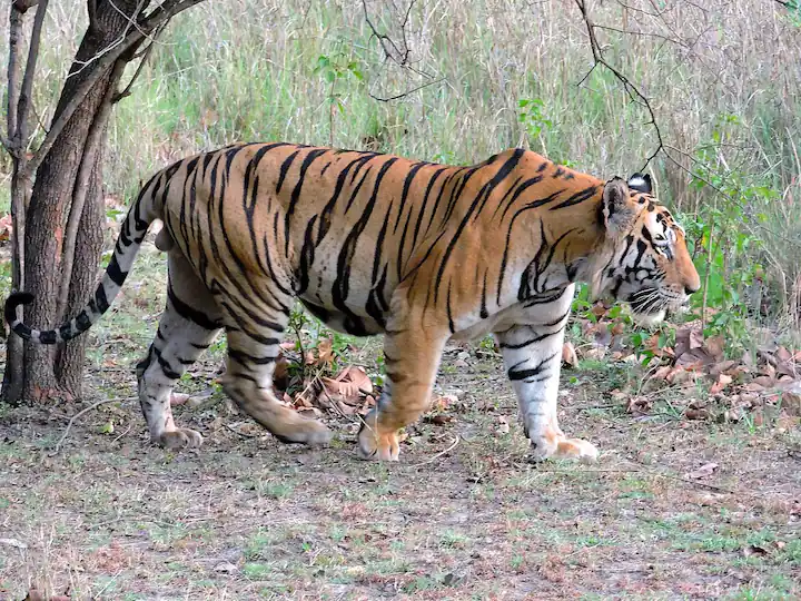 Tiger in Bhopal: