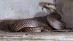 Snake News: