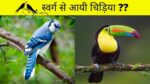 पक्षी का दिखना माना जाता है शुभ