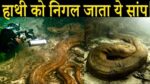 विशालकाय हाथी