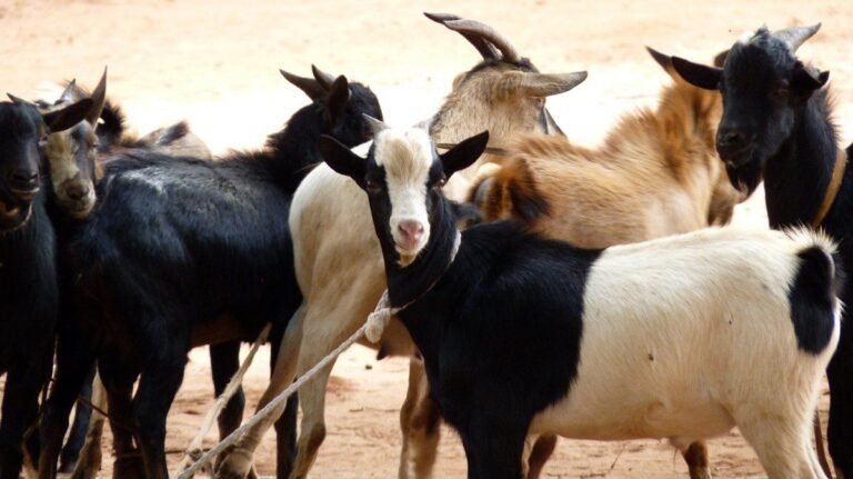 Goat Farming: