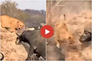 Animal Video: