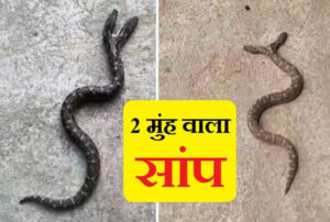 Mp में मिला दुर्लभ प्रजाति