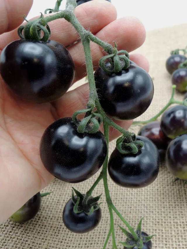 Black Tomato Farming – काले टमाटर की खेती करके किसान हो रहे मालामाल, जाने आखिर कैसे