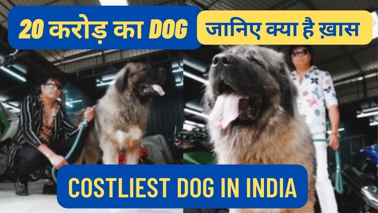 20 Crore Dog: इस शख्स ने खरीदा 20 करोड़ का कुत्ता, खासियतें जानकर होश उठ जायगे आपके,