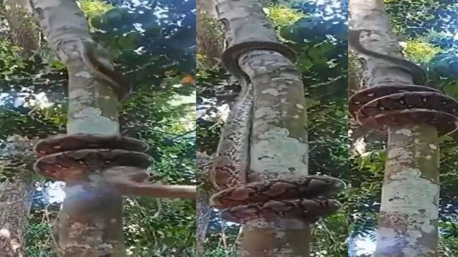 Sanp Ka Viral Video: सांप का ये वीडियो देख दांग रह जाओगे, पेड़ पर ऐसे चढ़ा कि देख हैरान हो गए लोग, वीडियो वायरल