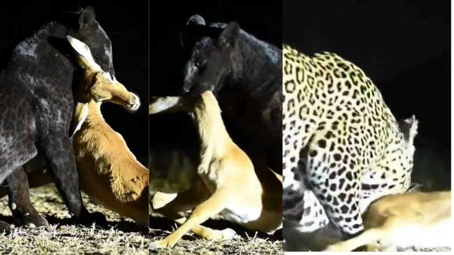 Leopard Ka Video: काले तेंदुए ने किया जब हिरण का शिकार, फिर जो हुआ उससे देख दंग रह जायगे आप,