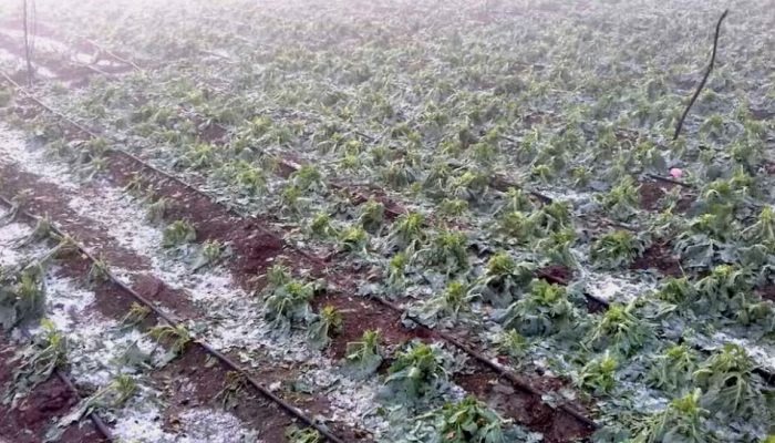 MP Weather Alert: जोरदार बारिश के साथ गिरे झमाझम बर्फ के ओले, किसानो की फ़ासल हुई ख़राब,