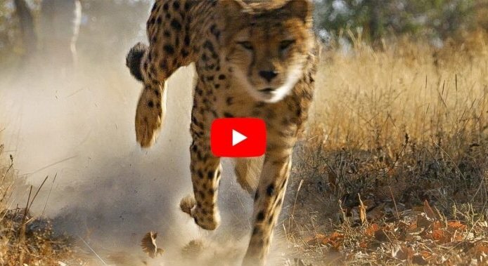 Cheetah Ka Viral Video: चीते ने ऐसी लगाई दौड़ कि सड़क पर हो गई धूल ही धूल, फिर आगे जो हुआ देखकर दहल जायगा दिल