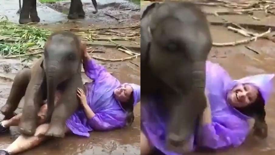 Ladki or Hathi Ka Video: हाथी के बच्चे ने की इस लड़की के साथ जमकर मस्ती, सोशल मीडिया पर वीडियो हुआ वायरल