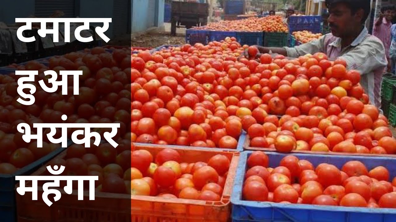 Market Update - टमाटर की कीमतों में तेज बढ़ोतरी, ग्राहकों की उम्मीदों में दरार, जानिये क्या है वजह?