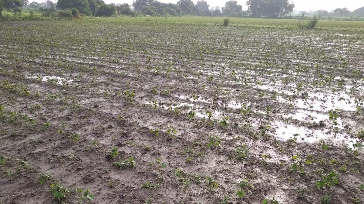 Kheti Kisani News - मप्र के 220 ग़ाव में भारी बारिश से खतो की फ़सल हुई ख़राब, जानिए अपडेट