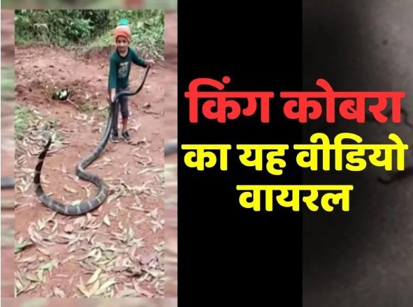 King Cobra Viral Video - 6 साल के बच्चे ने पकड़ी किंग कोबरा की पूंछ, वीडियो देख दंग रहे गए लोग,