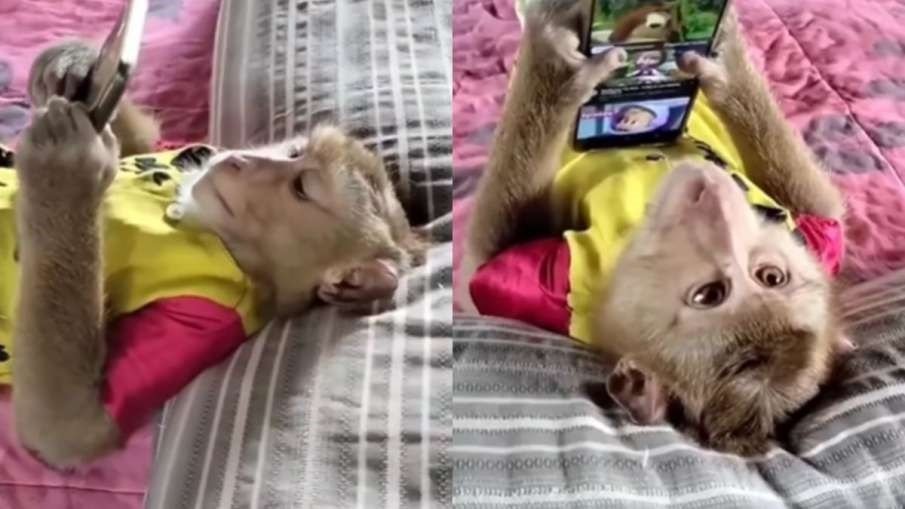 Monkey Viral Video - इंसान के साथ अब बंदर को भी लग गई रील्स की लत, सोशल मीडिया पर छाया वीडियो,