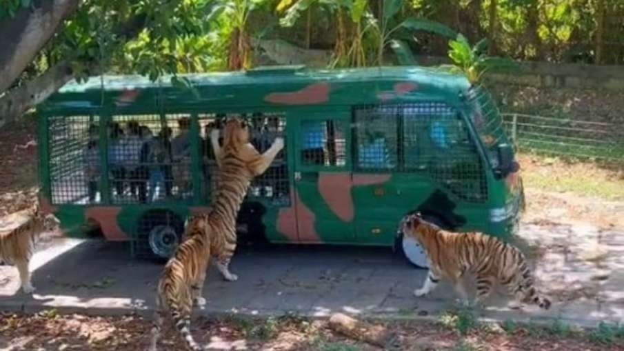 Viral Video - टूरिस्ट्स से भरी बस को बस को बाघों ने घेरा, वीडियो देख अटक जायगी सांसें,