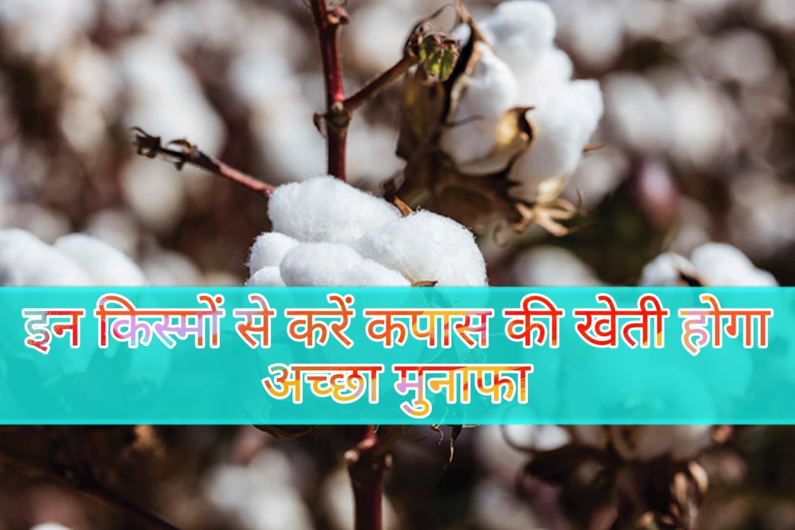 Cotton Varieties - इन किस्मो से कपास की खेती होगा अच्छा मुनाफा