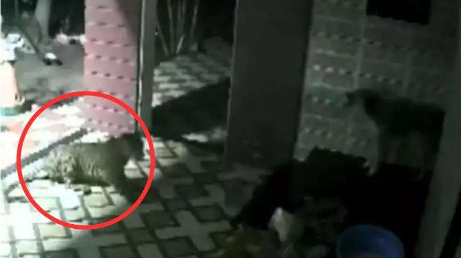 Viral Video - कुत्ते पर तेंदुए ने किया हमला, CCTV में कैद हुआ ये खौंफनाक मंजर,