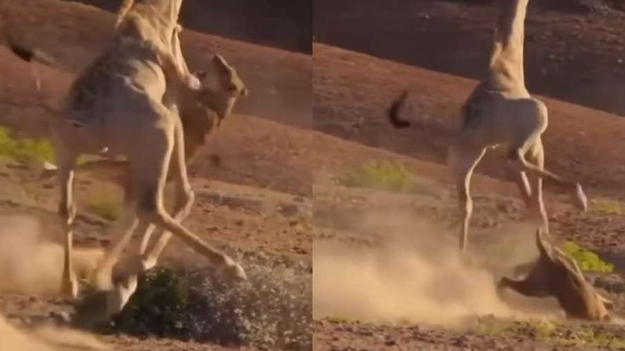 Viral Video - शेरनी पर भारी पड़ा जिराफ, वीडियो देख आप भी हो जायगे हैरान,