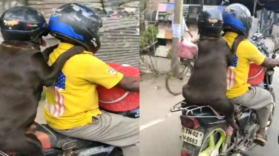 बाइक पर बैठाकर इस शख्स ने कुत्ते को हेलमेट पहनकर कराइ सैर, वीडियो जमकर हुआ Viral,