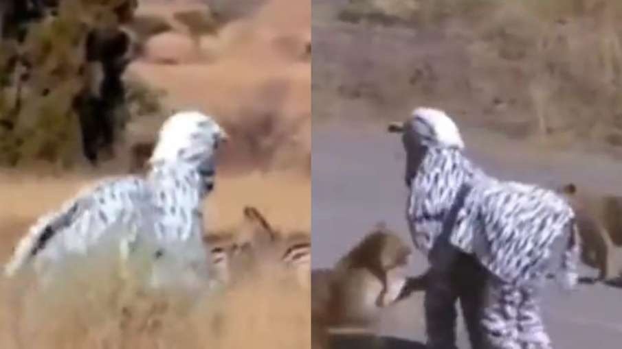 Viral Video - ज़ेबरा का कॉस्ट्यूम पेहेन शख्स ने दी अपनी मौत को बुलावा, तीन शेरो के बिच बाल-बाल बची जान,