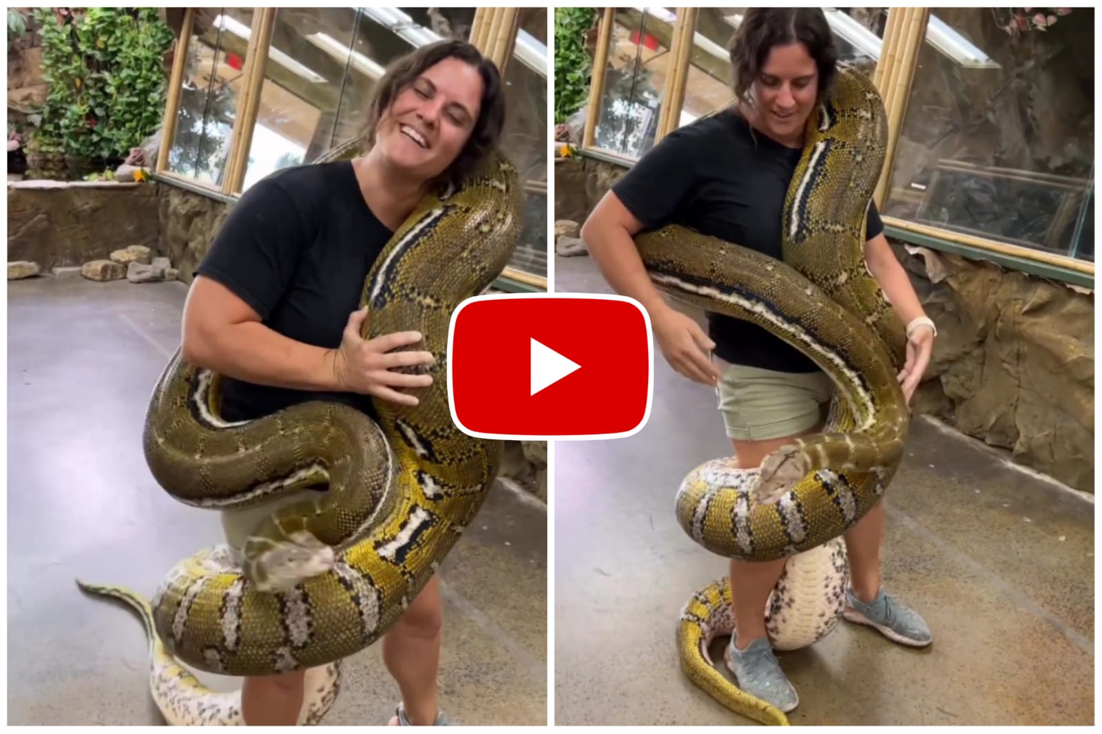 Ajgar Ka Video - Girl carrying a giant python on her shoulder