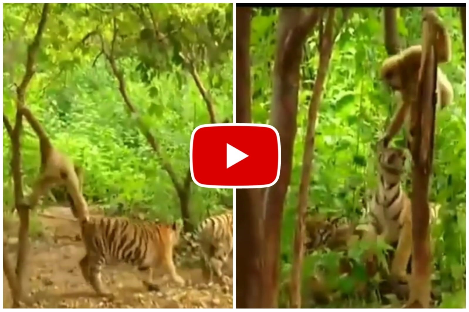 Bagh Aur Langur Ka Video - A single langur troubled two tigers.