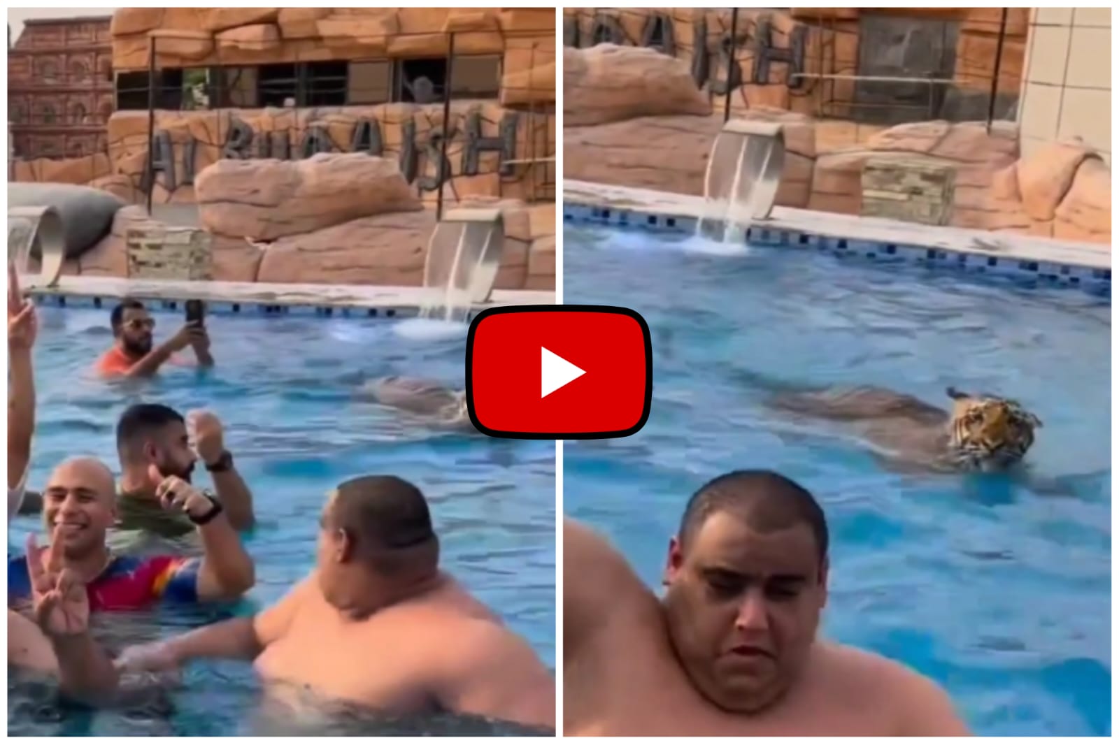 Bagh Ka Video - The fun of swimming pool became punishment as soon as the tiger came.