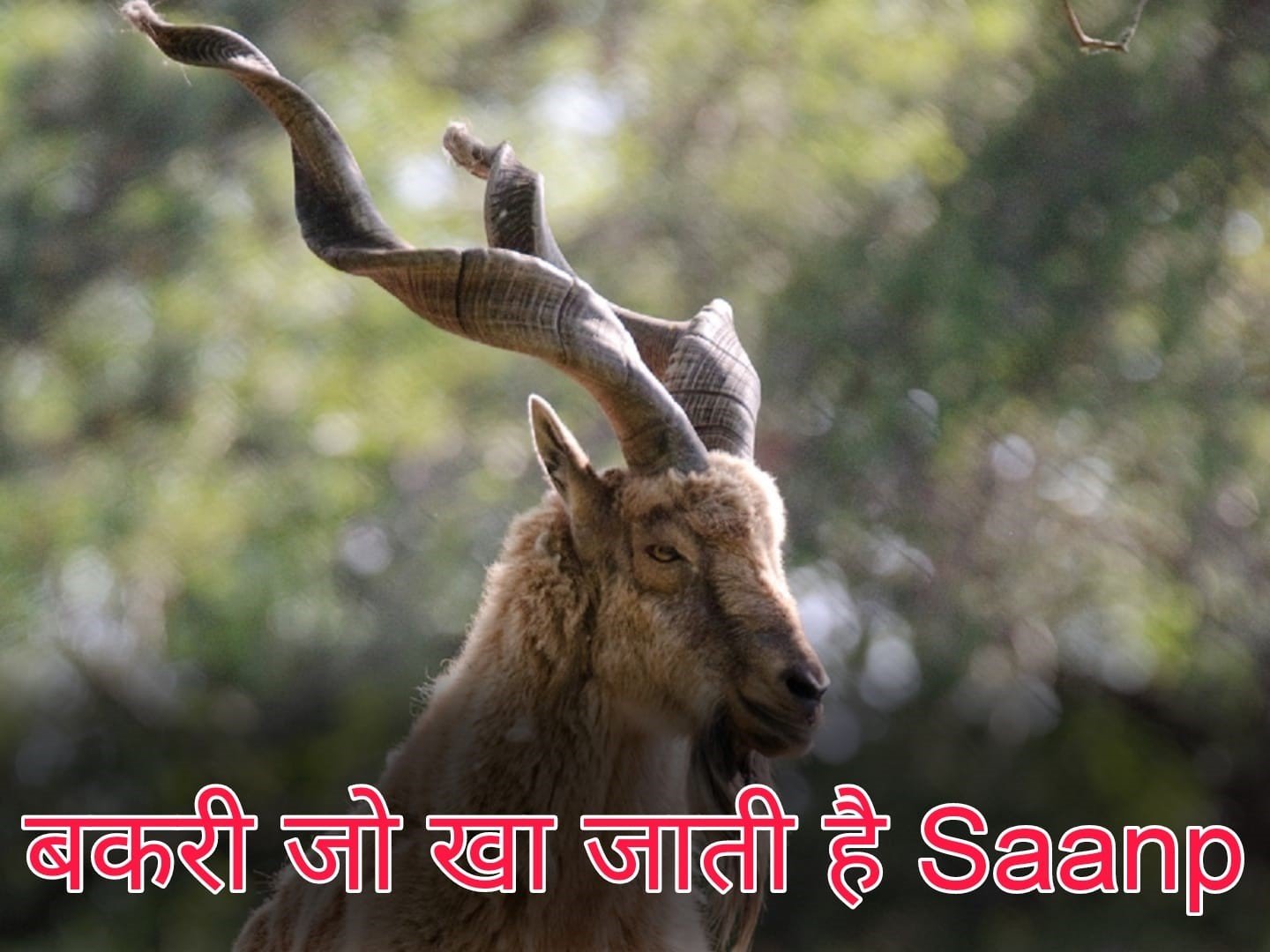 Saanp Khati Hai Bakri - Pakistan's national animal which eats Saanp