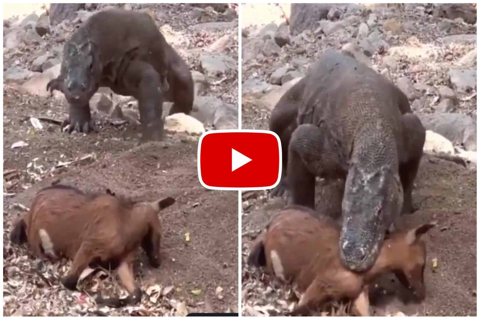 Video of Komodo Dragon - Monster of the Jungle Complete Goat Farming