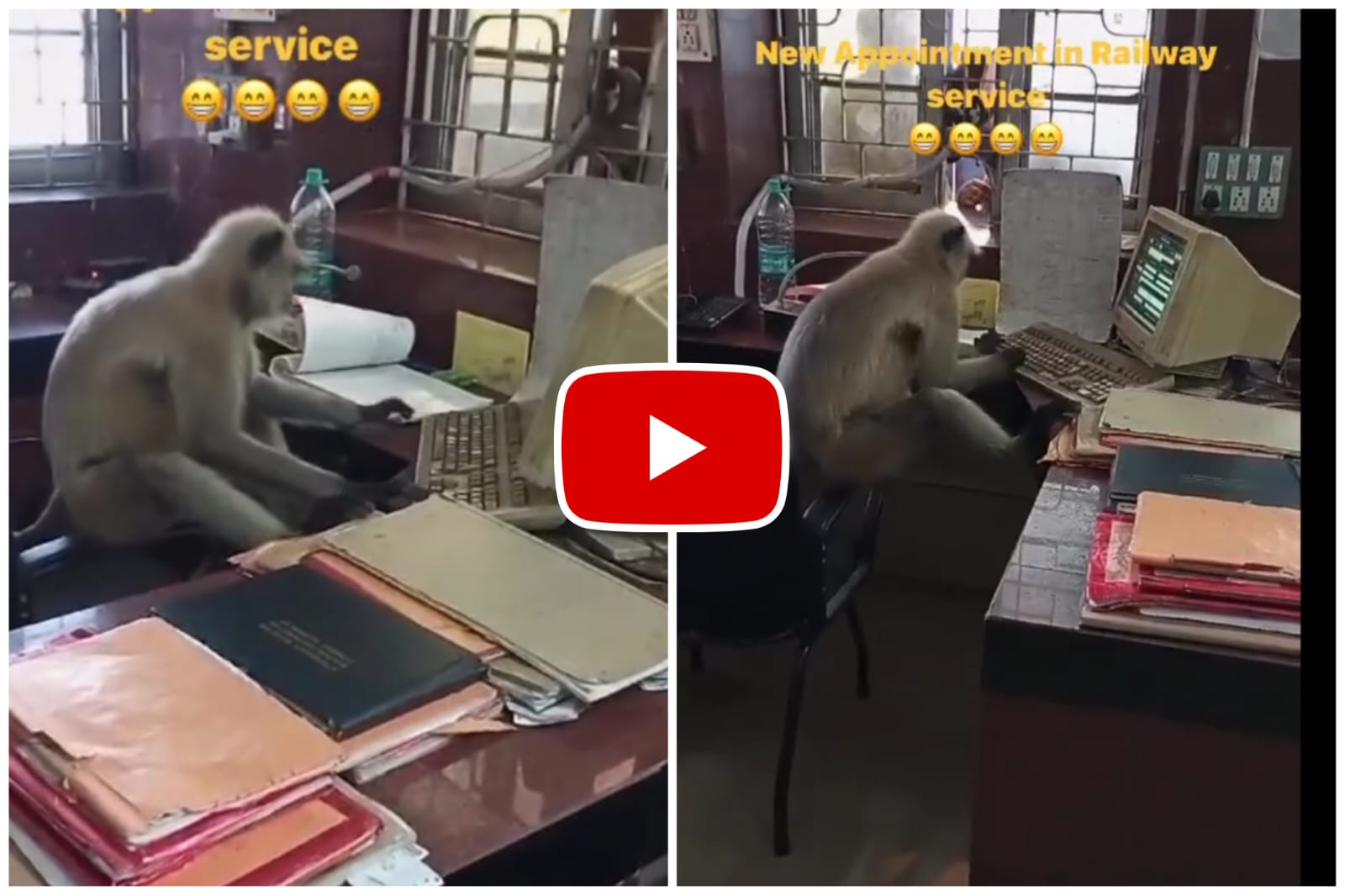 Video of Langur - Langur sir started running the computer by inserting it in the laptop.