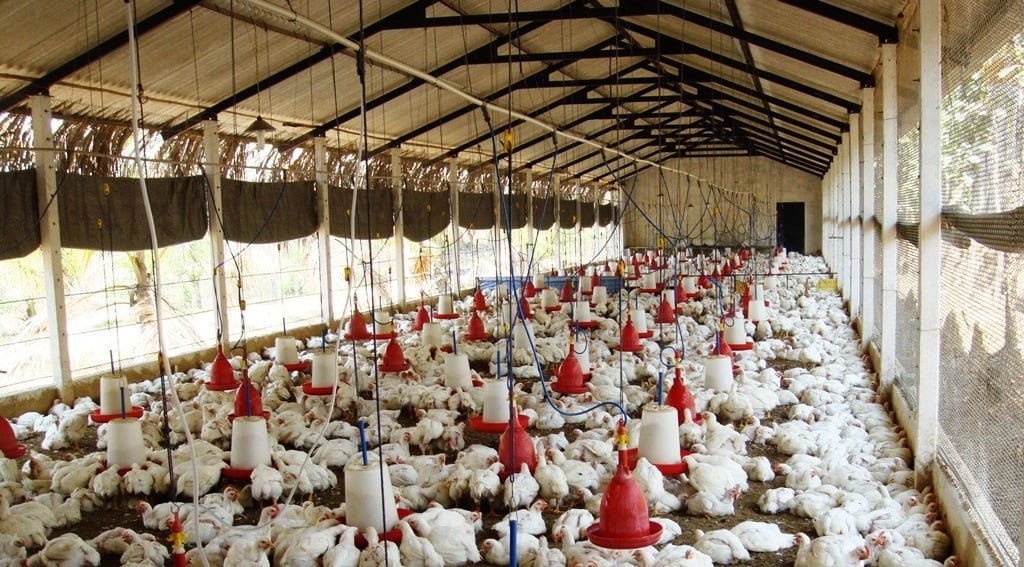 Poultry Farming - Know everything about cost, benefits and what is important