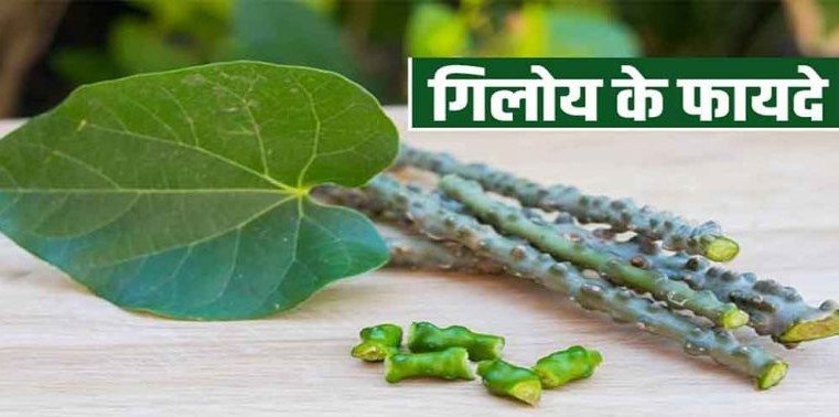 Health Tips - जानिए डेंगू में कैसे करें गिलोय का इस्तेमाल, प्लेटलेट्स बढ़ाने के लिए है बेस्ट,