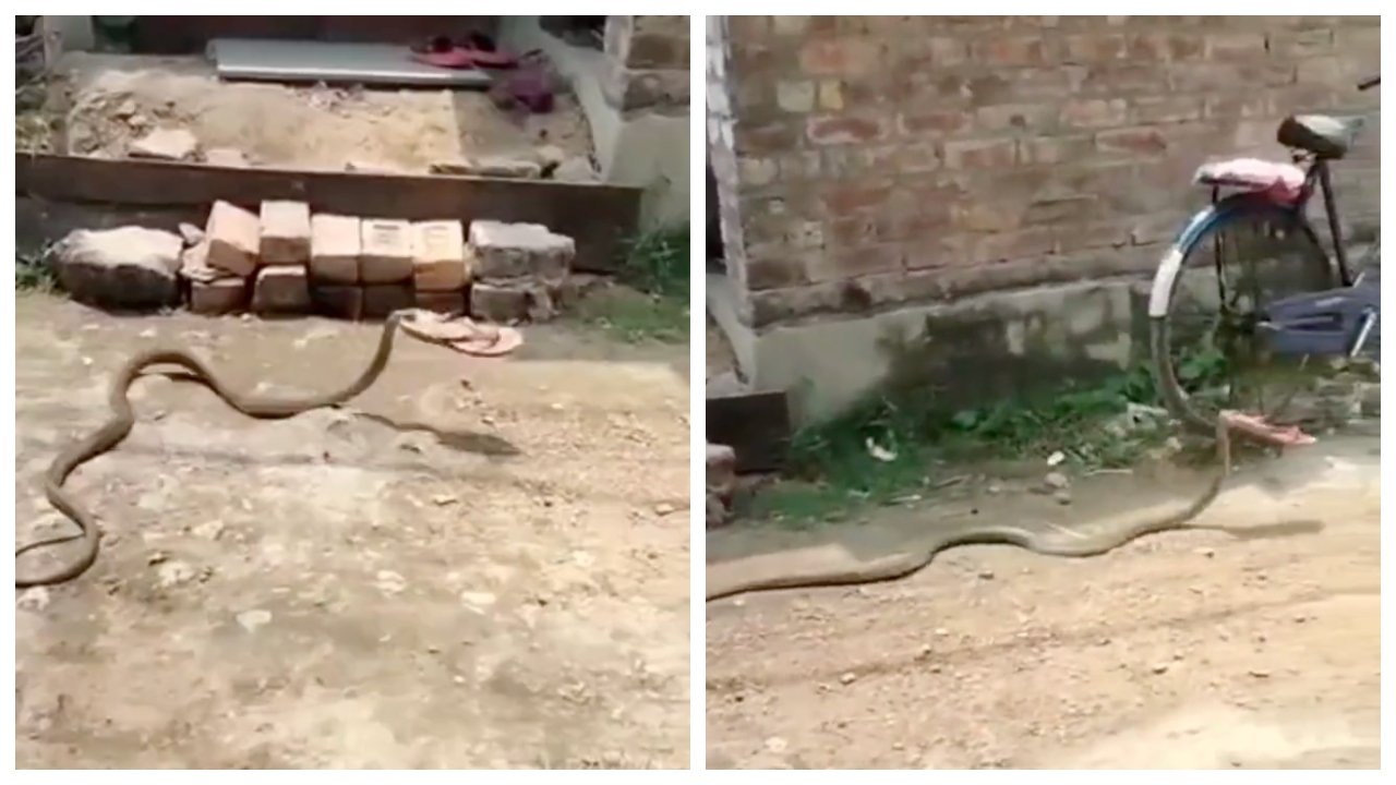 Snake viral News
