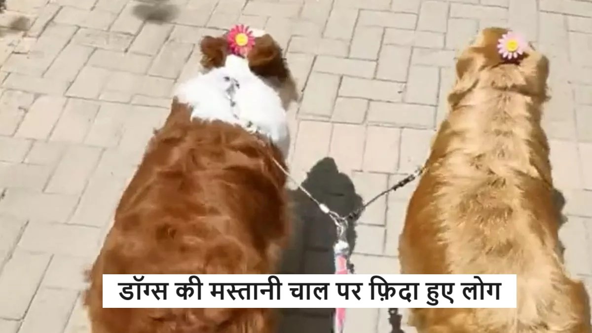 Viral Video - डॉग्स की मस्तानी चाल पर फ़िदा हुए लोग, सोशल मीडिया पर जमकर वीडियो हुआ वायरल,