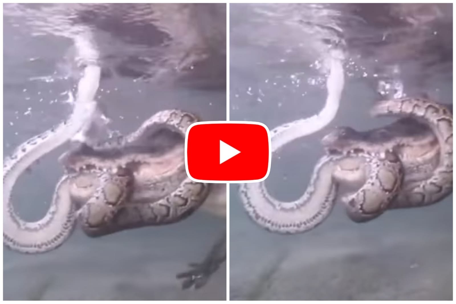 Video of python and crocodile - fierce battle between the two under water