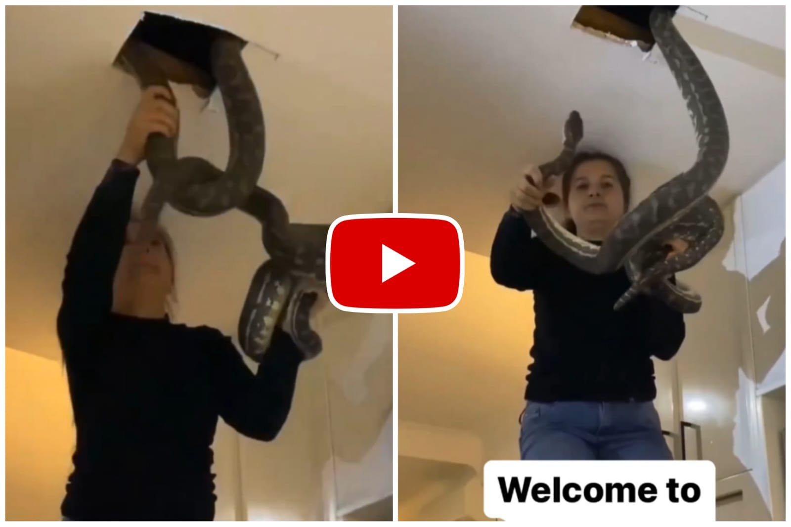 Video of python - Girl kept two pythons from the roof of the house