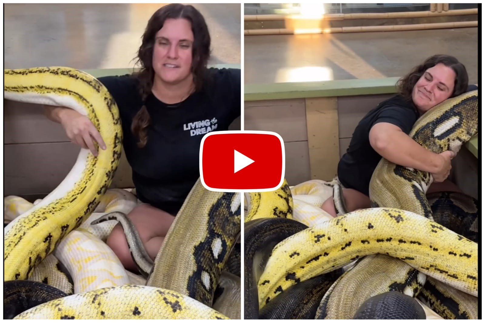 Ajgar Ka Video - Girl sitting with giant pythons in her lap