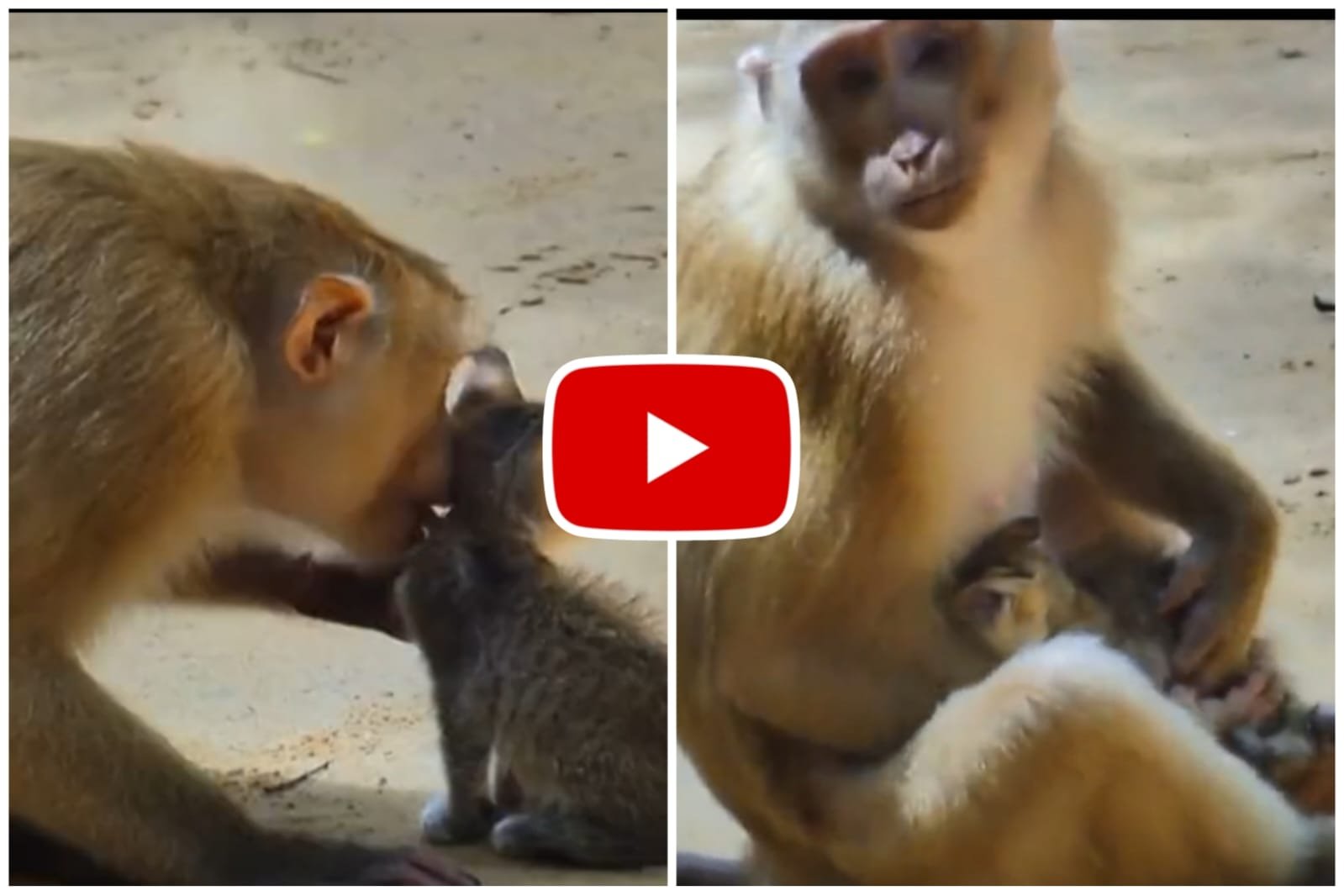 Bandar Aur Billi Ka Video - Monkey uncle showered love on the cat