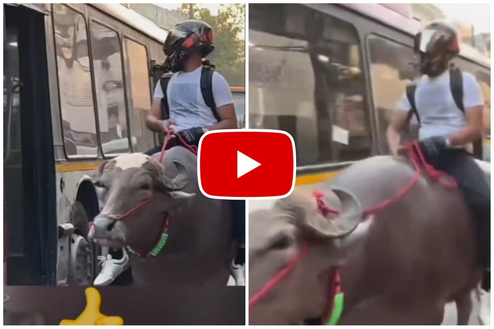 Bhains Ka Video - A man wearing a helmet royally rides a buffalo