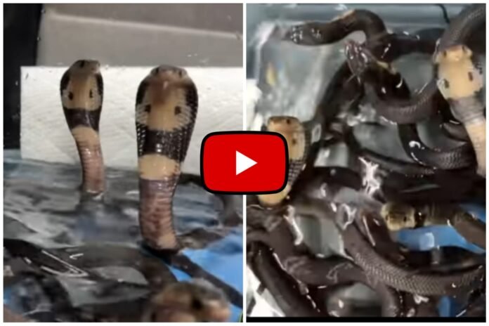 Cobra Ka Video - Man bathed several Cobra babies at once