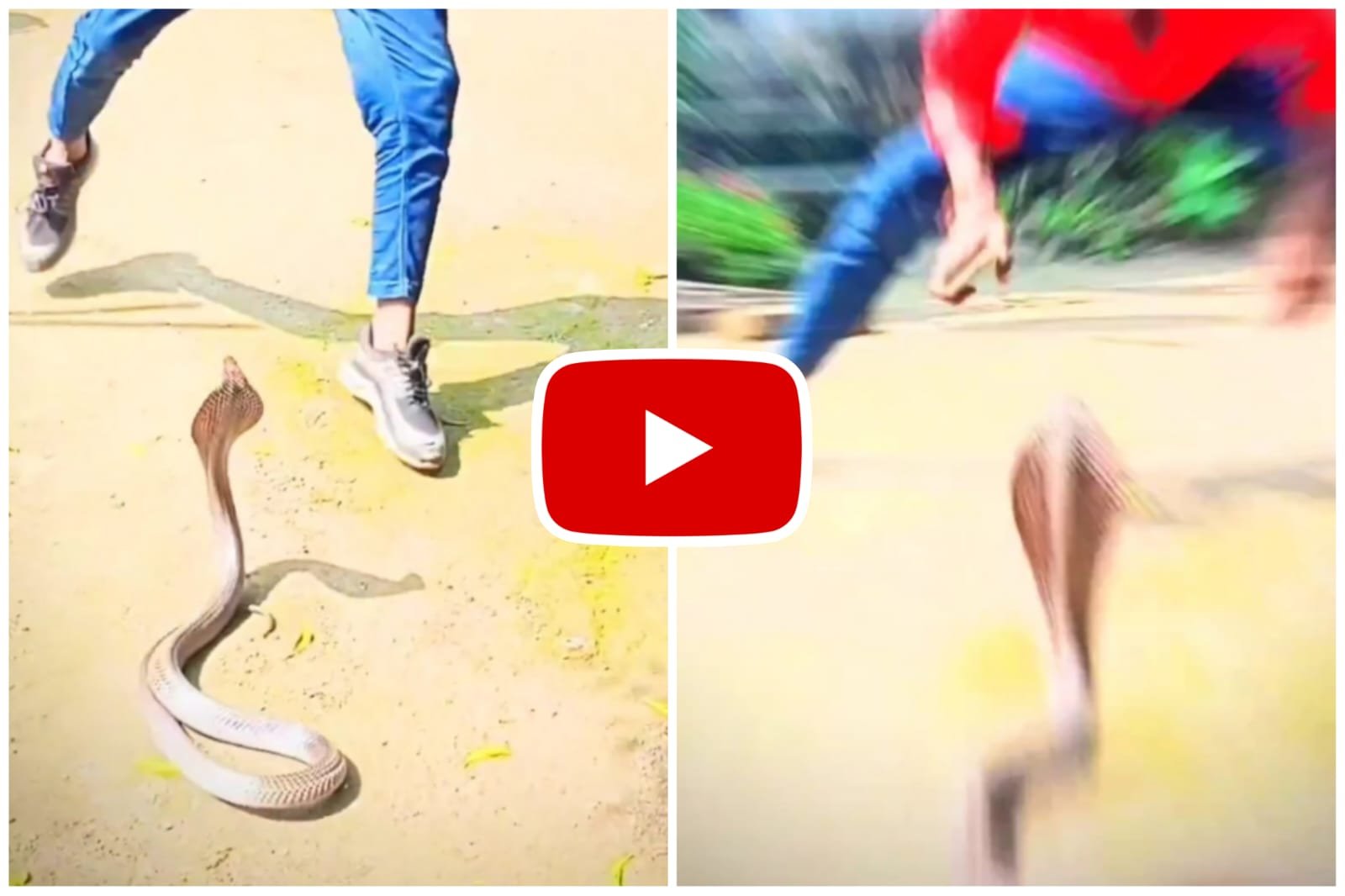 Cobra Ka Video - Man surprised by jumping with dangerous cobra