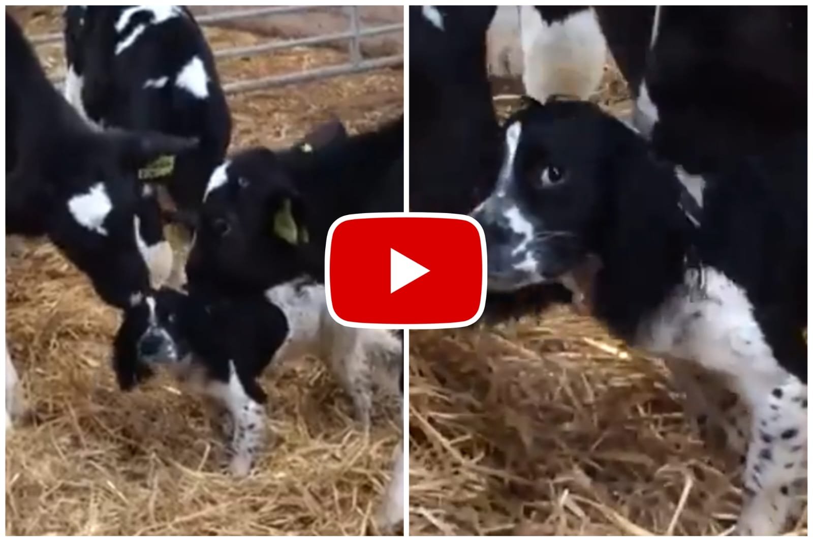 Doggy Ka Video - The cow started caressing the dog, mistaking it for a calf.